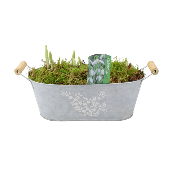 Snowdrop Spring Trough Gift