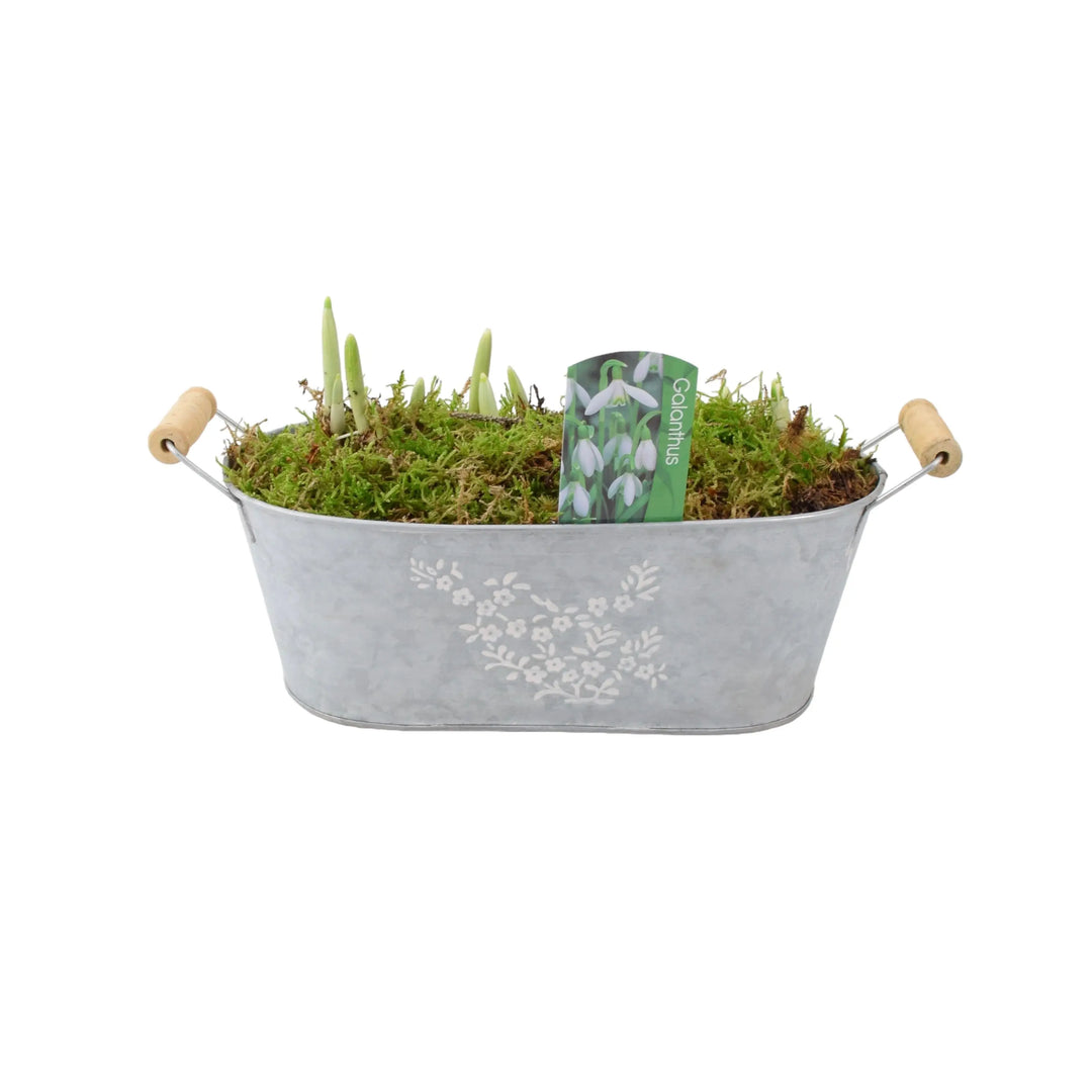 Snowdrop Spring Trough Gift