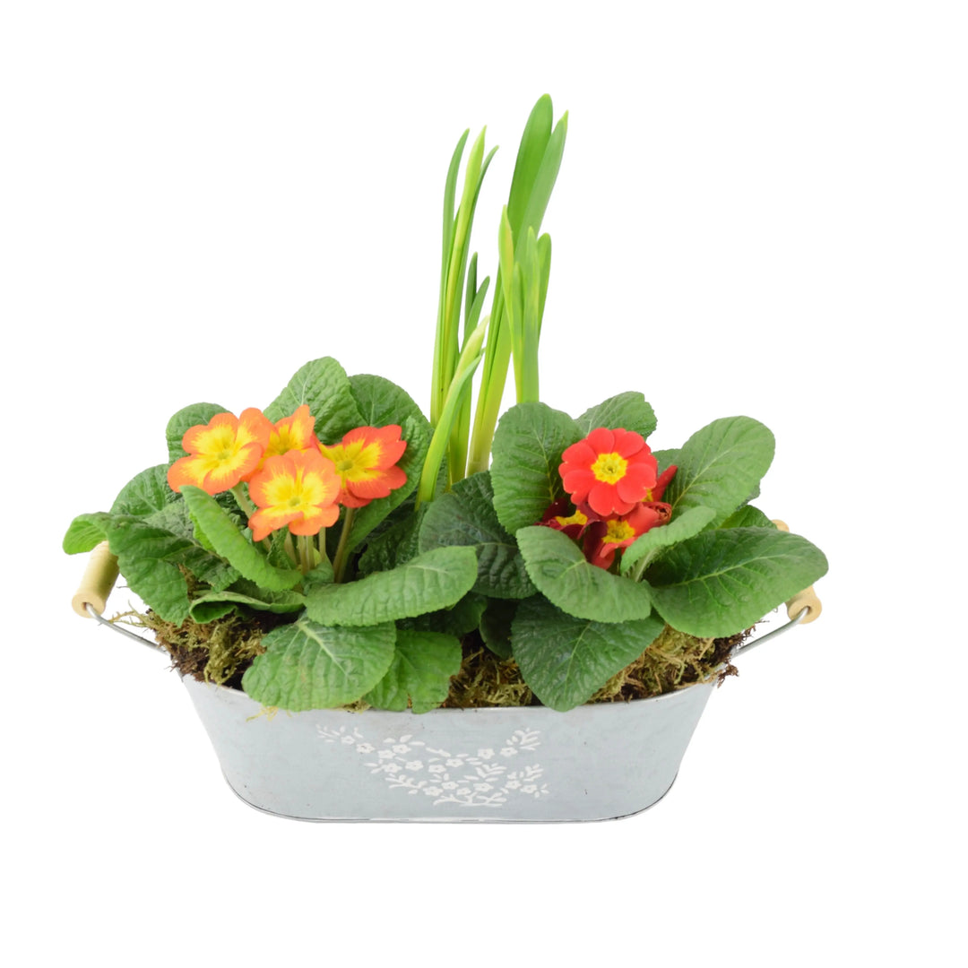 Primrose & Tete a Tete Planted Trough Container