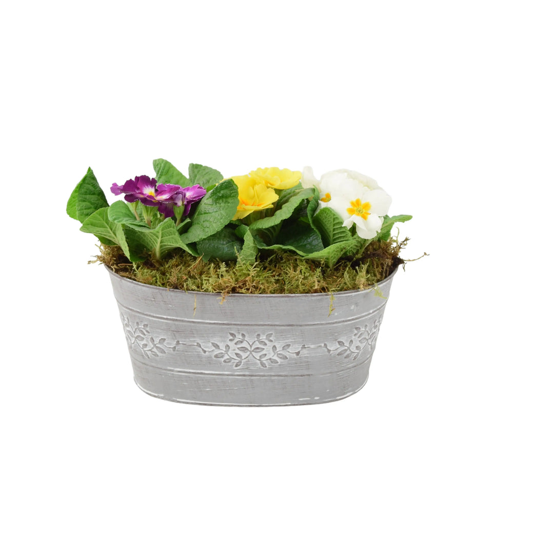 Primrose Planted Trough Container Plants By Post