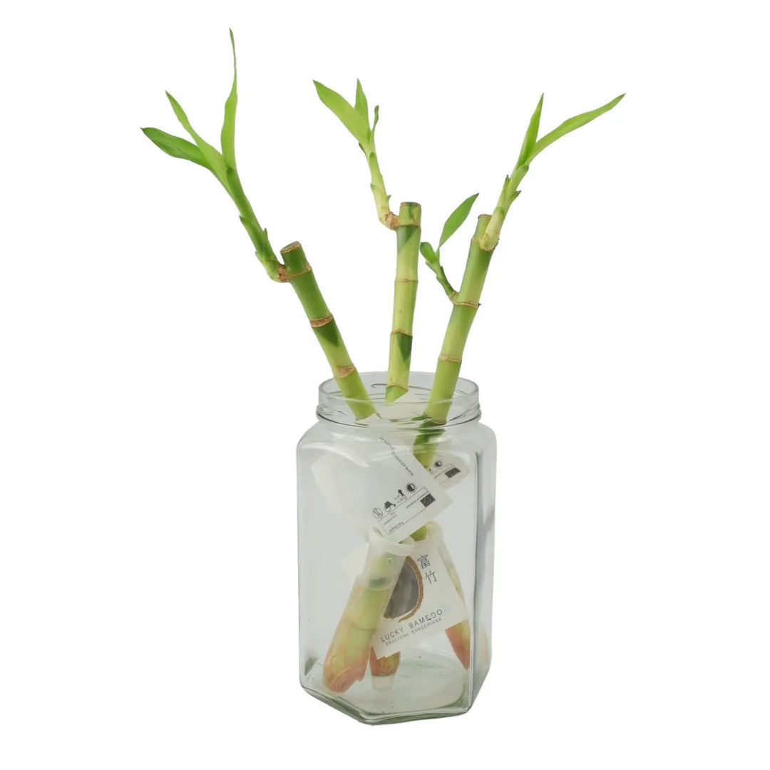 Lucky Bamboo 3 Straight Stems In Glass Jar Plants By Post