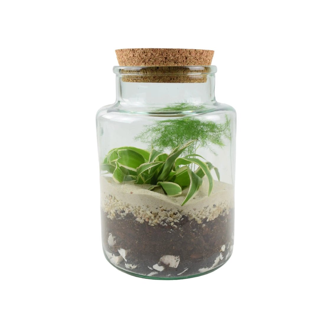 Terrarium Bottle Shape Medium Kit