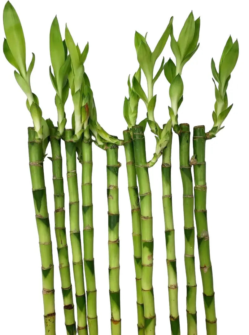 Lucky Bamboo 5 Straight Stems 30cm Tall Plants By Post