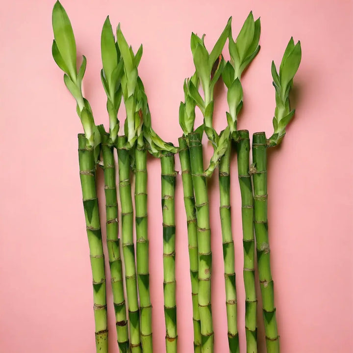 Lucky Bamboo 5 Straight Stems 30cm Tall Plants By Post