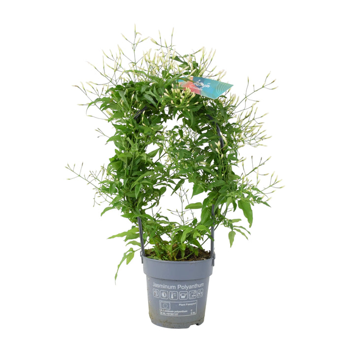 Jasmine Hoop 12cm Plants By Post UK