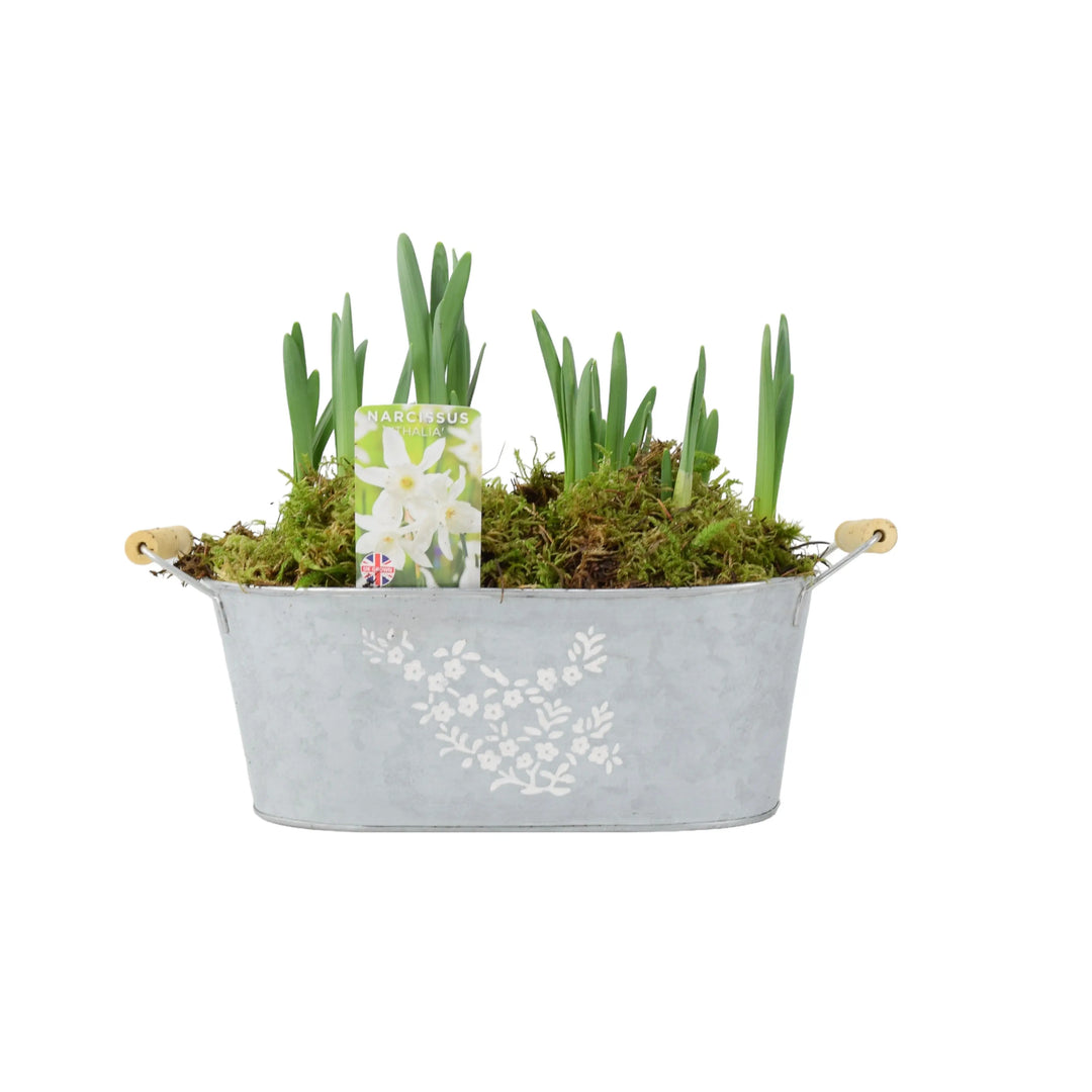 Narcissus Thalia Spring Trough Gift Plants By Post