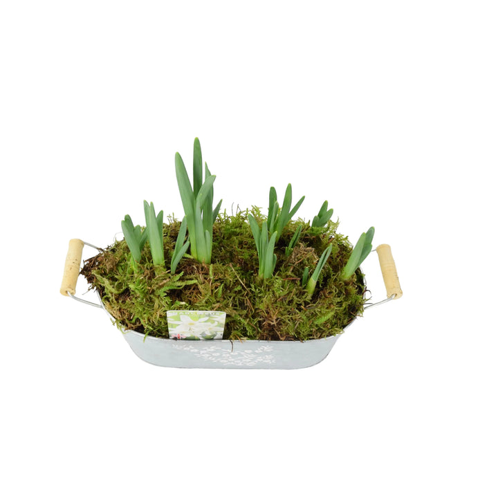 Narcissus Thalia Spring Trough Gift Plants By Post