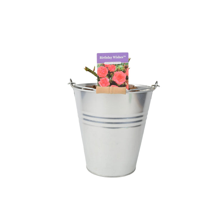 Rose Birthday Wishes 5.5 Litre Pot Plants By Post