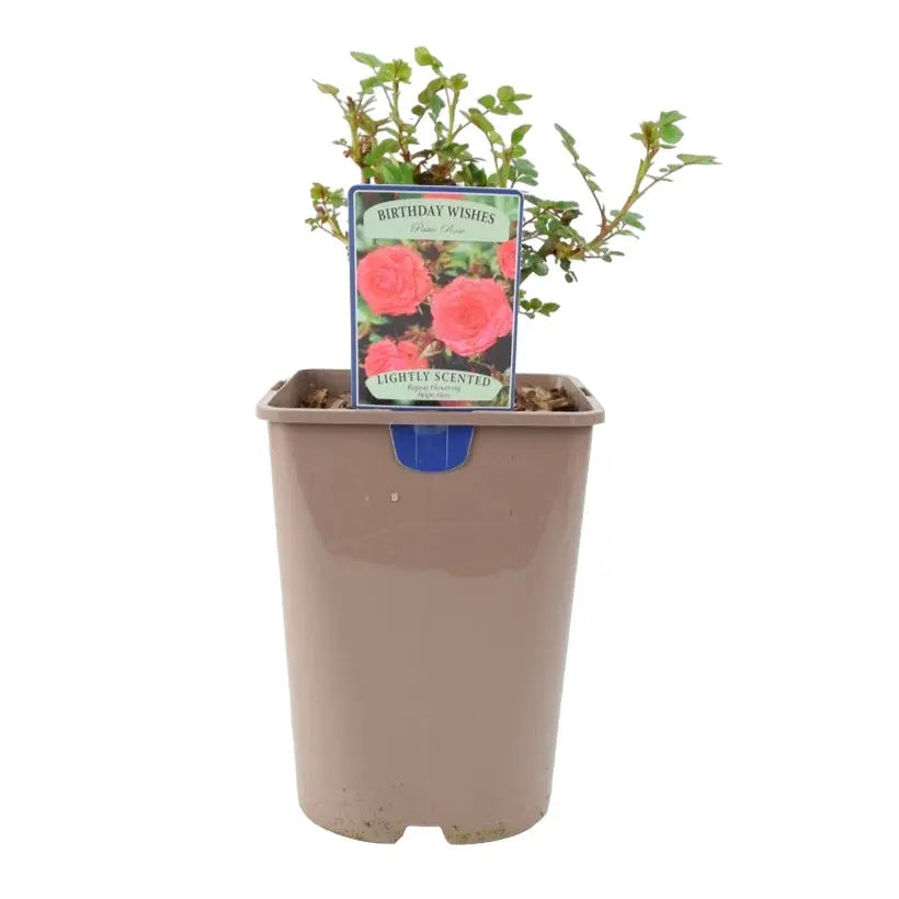 Rose Birthday Wishes 5.5 Litre Pot Plants By Post