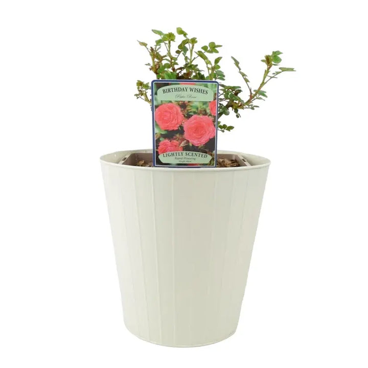 Rose Birthday Wishes 5.5 Litre Pot Plants By Post