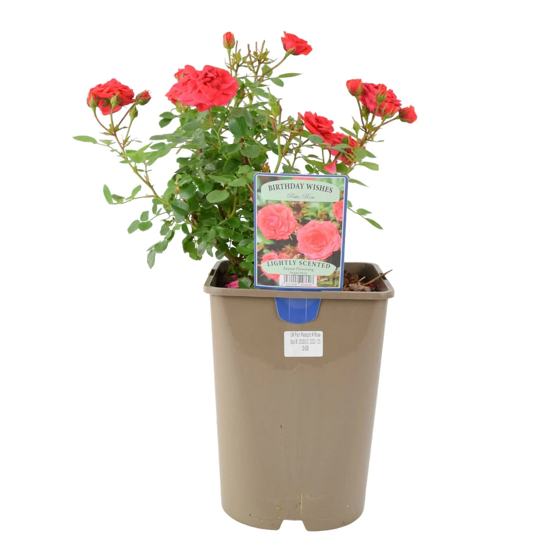 Rose Birthday Wishes 5.5 Litre Pot Plants By Post