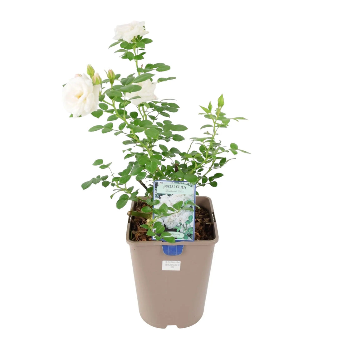 Rose Special Child Bush 5.5L