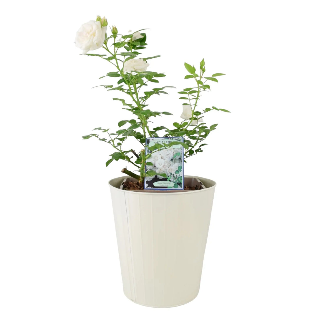 Rose Special Child Bush 5.5L