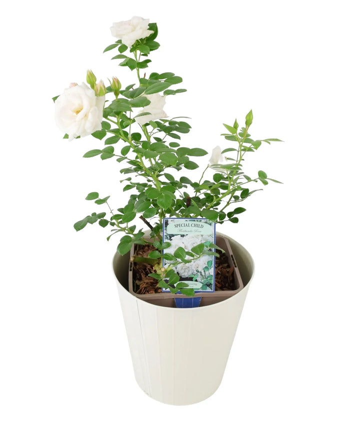 Rose Special Child Bush 5.5L