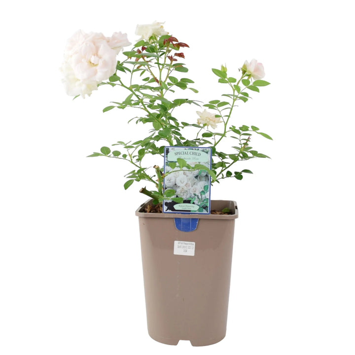 Rose Special Child Bush 5.5L