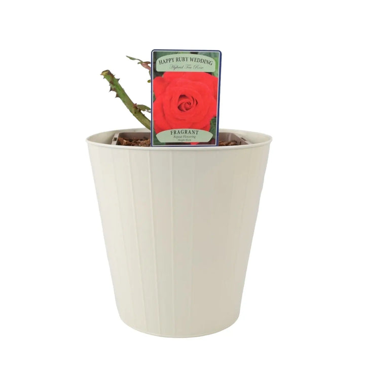 Rose The Ruby Anniversary 5.5 Litre Pot Plants By Post