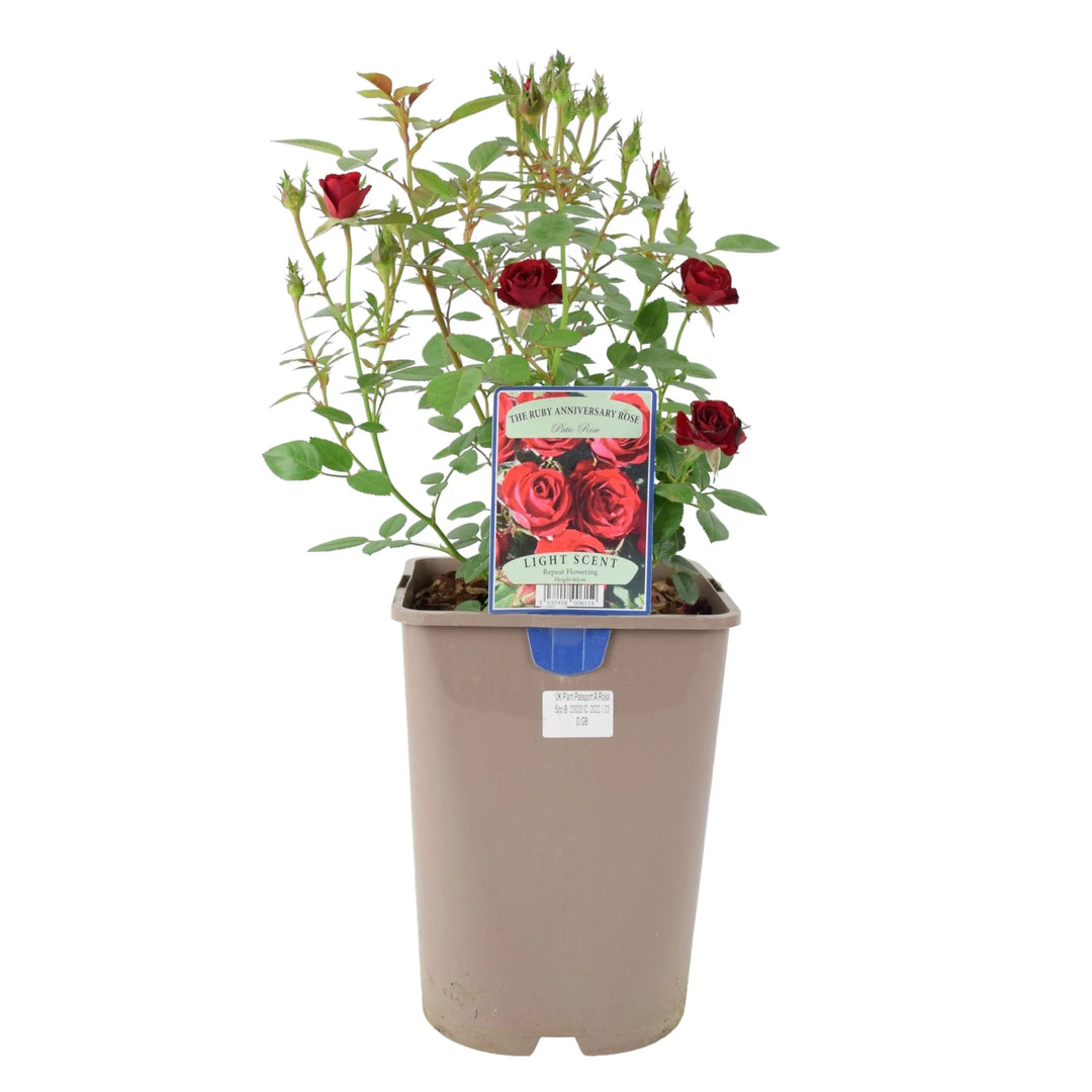 Rose The Ruby Anniversary 5.5 Litre Pot Plants By Post