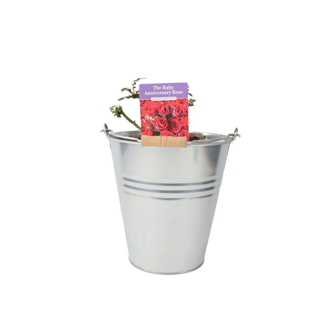 Rose The Ruby Anniversary 5.5 Litre Pot Plants By Post