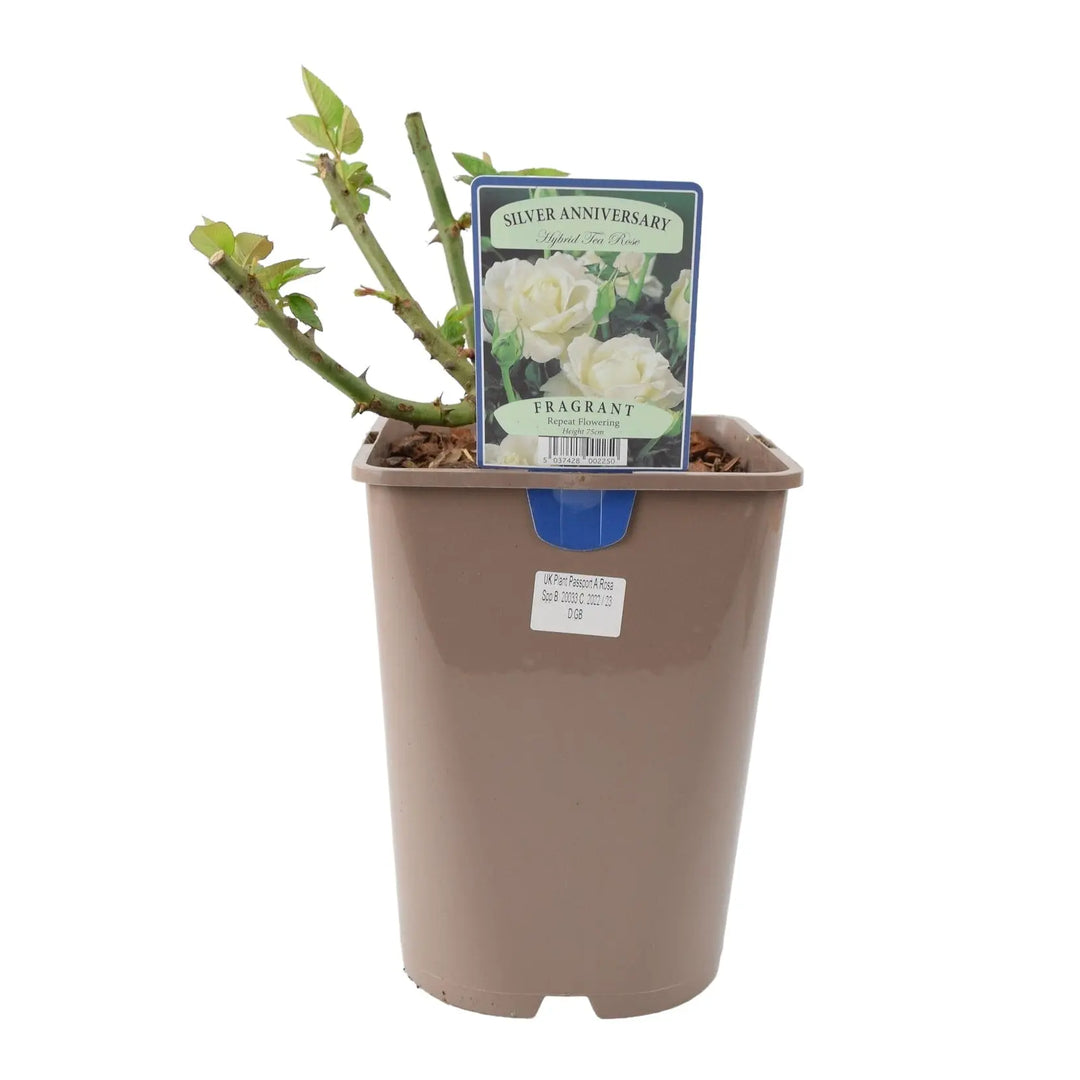 Rose Silver Anniversary 5.5L Pot