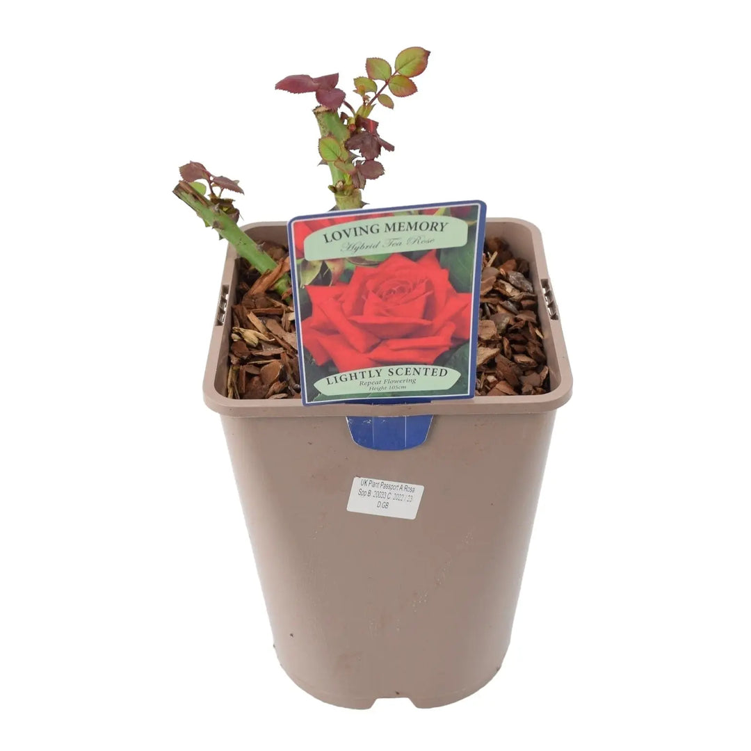 Rose Loving Memory 5.5 Litre Pot Plants By Post