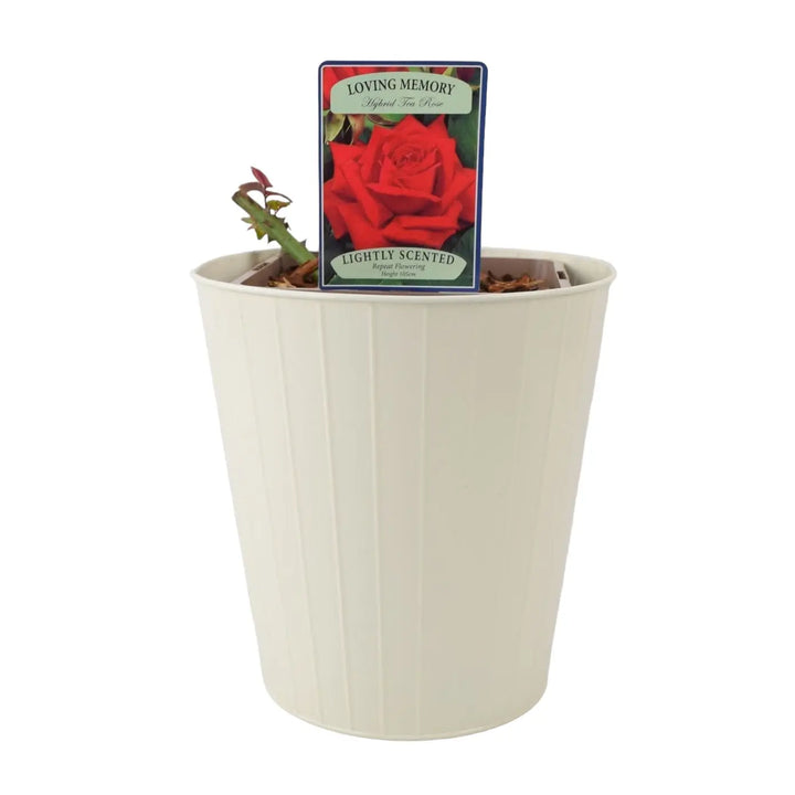 Rose Loving Memory 5.5 Litre Pot Plants By Post