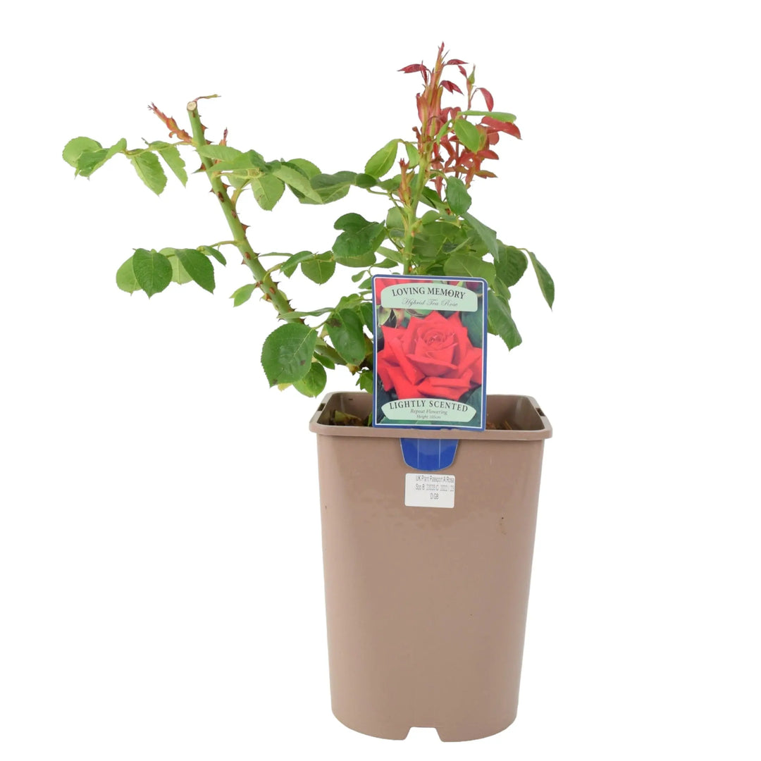 Rose Loving Memory 5.5 Litre Pot Plants By Post