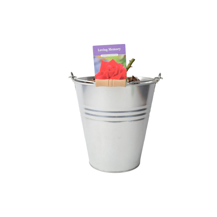 Rose Loving Memory 5.5 Litre Pot Plants By Post