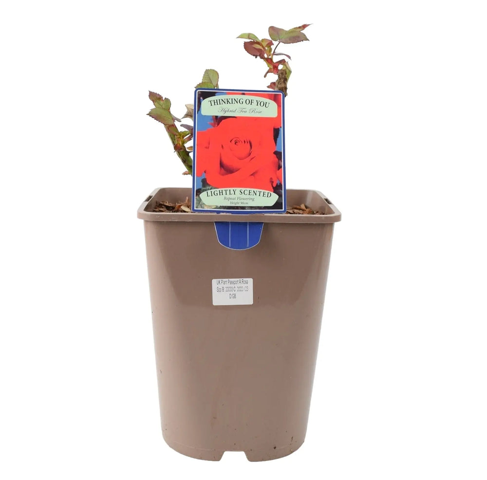 Rose Thinking of You 5.5 Litre Pot Plants By Post