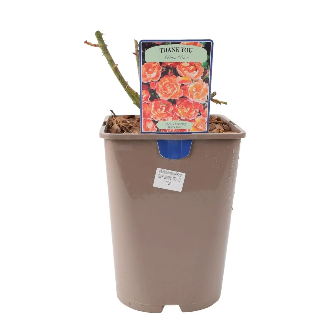 Rose Thank You 5.5L Plants By Post