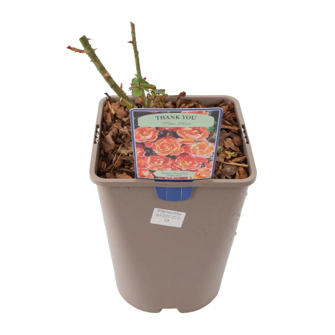 Rose Thank You 5.5L Plants By Post