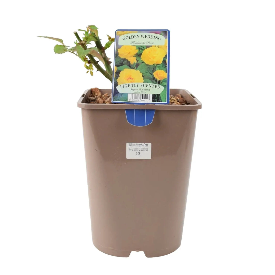 Rose Golden Wedding 5.5 Litre Pot Plants By Post