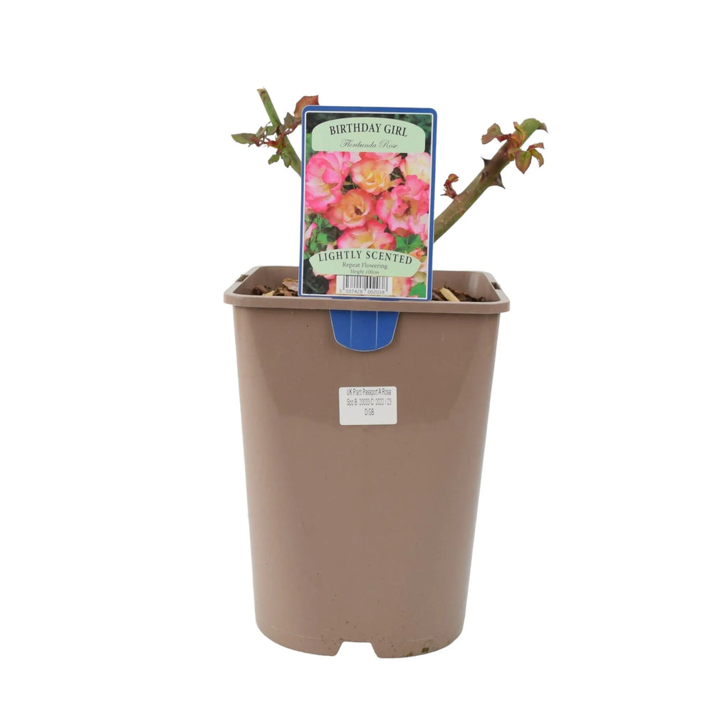 Rose Birthday Girl 5.5 Litre Pot Plants By Post