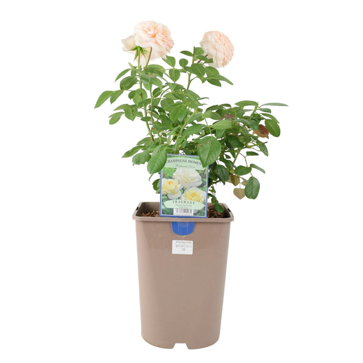 Rose Champagne Moment Bush 5.5L Plants By Post