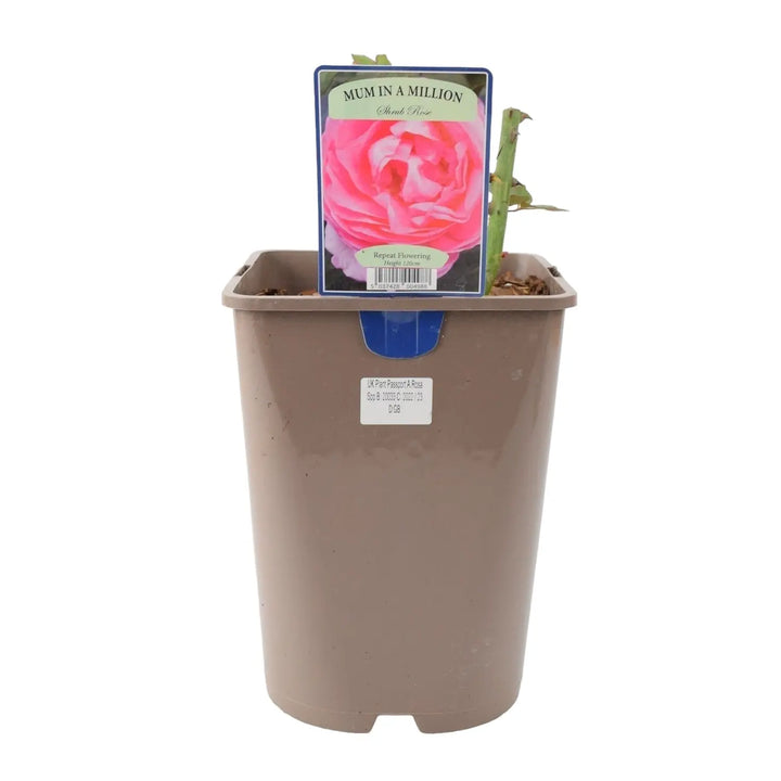 Rose Mum in a Million 5.5L Pot Plants By Post