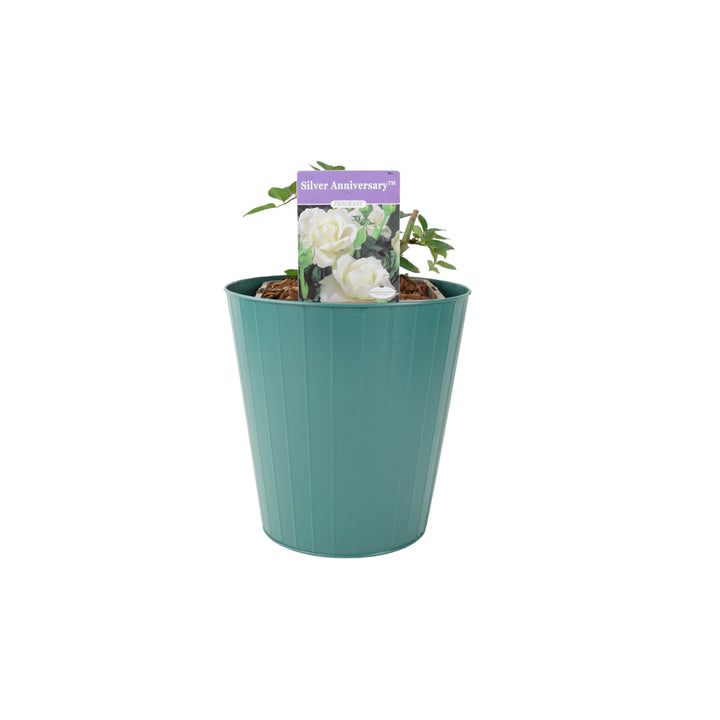 Rose Silver Anniversary 5.5L Pot