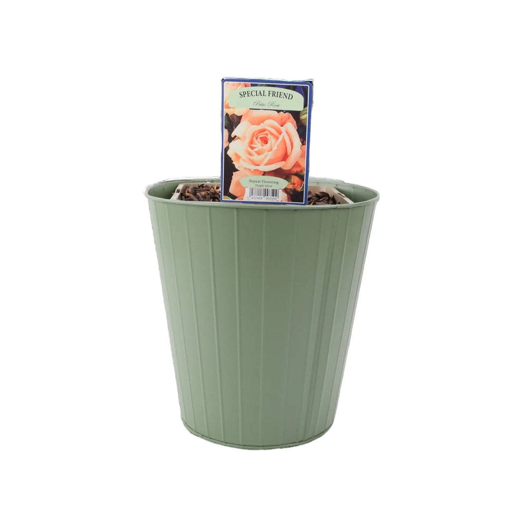 Rose Special Friend Bush 5.5L Plants By Post