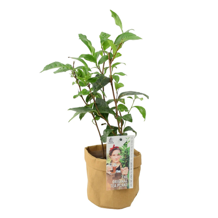 Camelia Sinensis Tea Plant Plants By Post