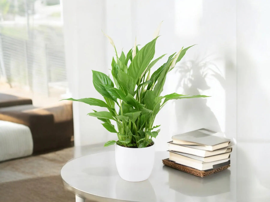 Spathiphyllum Peace Lily In White Ceramic Pot Gift Plants By Post UK