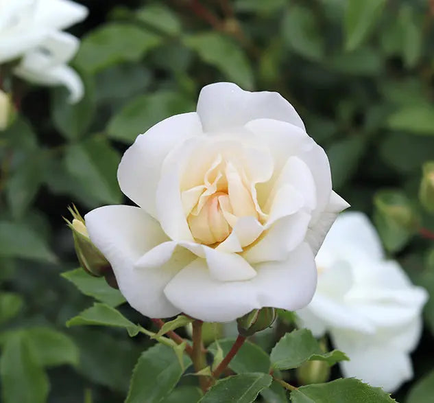 Patio Rose White In 4L Pot Plants By Post