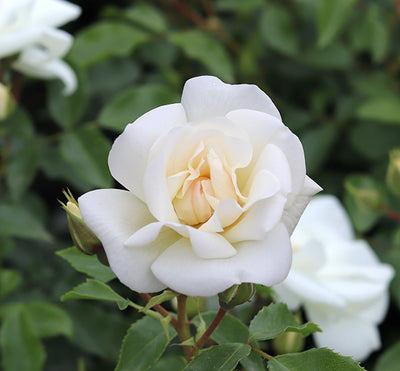 Rose White Patio 4L (Patio) Plants By Post