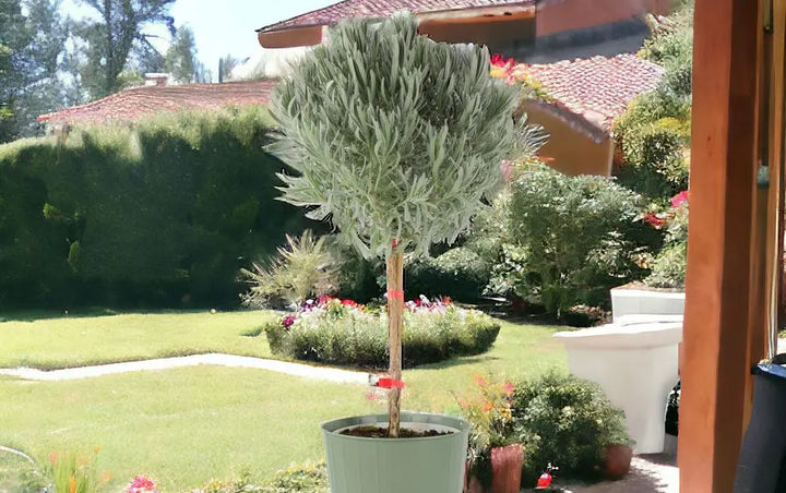 olive trees for sale