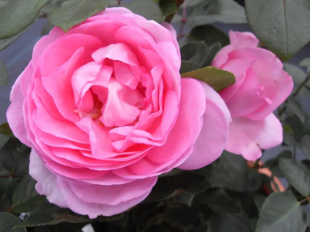 Rose Mum in a Million 5.5L Pot