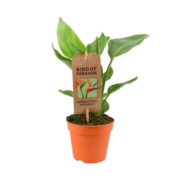 Strelitzia Bird Of Paradise 12cm Pot