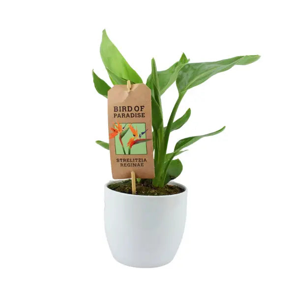 Strelitzia Bird Of Paradise 12cm Pot