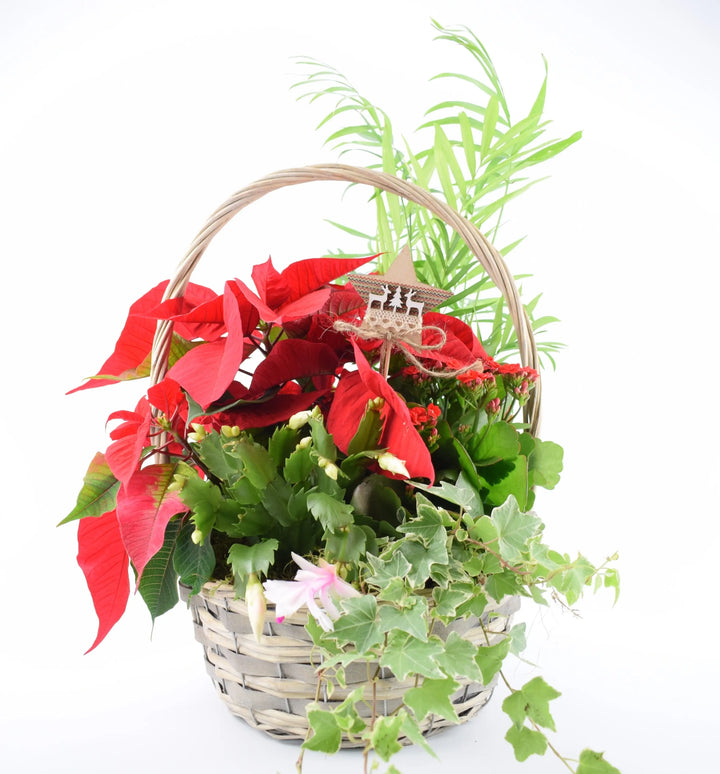 Christmas Indoor Large Planted Basket with Christmas Pick