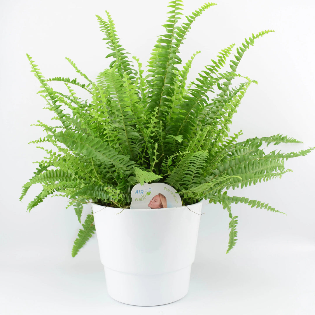 Boston Fern Large In White Ceramic Pot