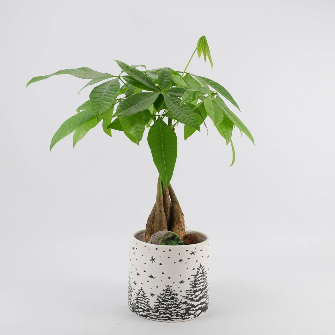 Pachira Money Tree 12cm Festive Pot