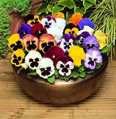 Pansy Mixed 6 pack x 2 (12 Plants)