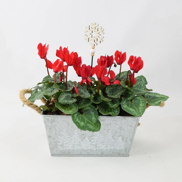 Cyclamen Red in Christmas Trough