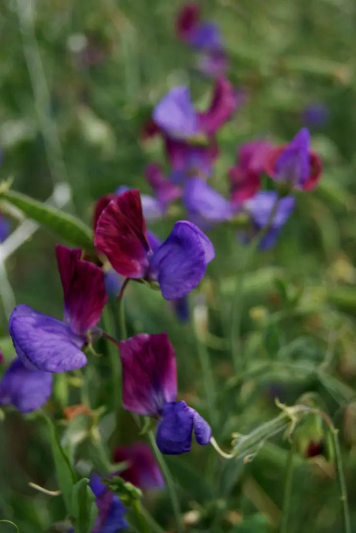 Sweet Pea Matucana 9cm Pots British Grown Multiple Plants Per Pot x 3